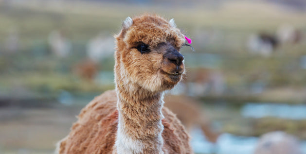 All You Need to Know About Alpaca Wool